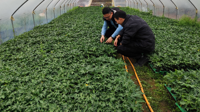 木瓜種植季——蛋白酶源頭守護品質(zhì)，鑄就酶好未來
