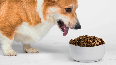 寵物飼料誘食劑是用什么做的？酶制劑很重要
