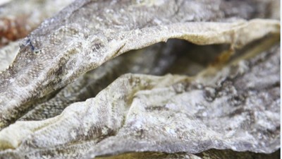 生產(chǎn)900道爾頓膠原蛋白肽，復(fù)合蛋白酶的優(yōu)勢(shì)有哪些？