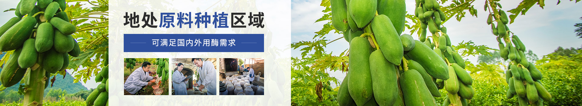 東恒華道木瓜蛋白酶：地處原料種植區(qū)域，可滿足國(guó)內(nèi)外用酶需求